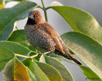 Scaly-breasted Munia