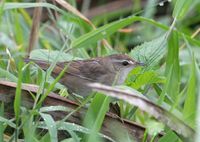 Middendorff's Warbler » Locustella ochotensis