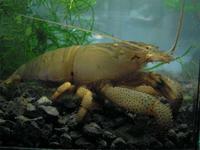 Atyopsis gabonensis - African Giant Filter Shrimp