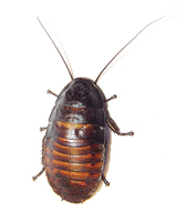 Gromphadorhina portentosa - Madagascar hissing cockroach