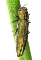 Agrilus sulcicollis