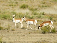 ...Antilocapra americana photographed in October of 2003 using a Canon 1Ds camera and Canon 100-400