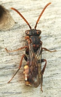 Nomada leucophthalma