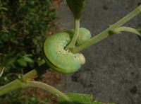 Cimbex femoratus