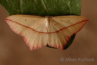 Timandra comae - Blood-vein