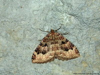 Triphosa dubitata - The Tissue