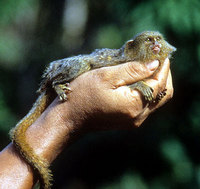 Pygmy marmoset (Callithrix pygmaea)