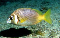 Scolopsis vosmeri, Whitecheek monocle bream: fisheries, gamefish