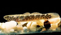 Eleotris sandwicensis, Sandwich Island sleeper: fisheries, bait