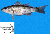 Diplectrum macropoma, Mexican sand perch: