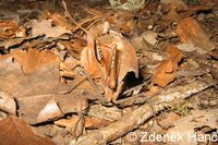 Deroplatys dessicata