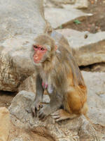 Image of: Macaca mulatta (rhesus monkey)