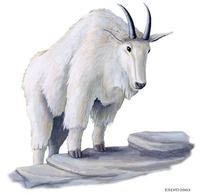 Image of: Oreamnos americanus (mountain goat)