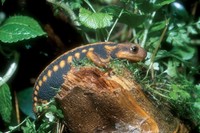 Tylototriton shanjing - Mandarin Newt