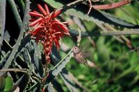 Calypte anna - Anna's Hummingbird