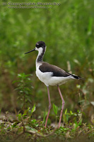 Himantopus himantopus mexicanus - Black-necked Stilt