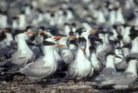 Sterna maxima - Royal Tern