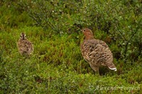 Lagopus lagopus - Willow Gouse