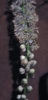 Image of: Celastrina