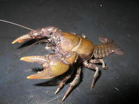 Image of: Cambarus diogenes (devil crayfish)