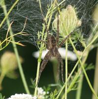 Image of: Dolomedes triton
