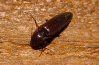 Image of: Elateridae (click beetles)