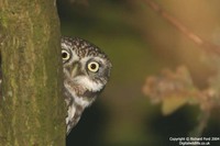 Athene noctua - Little Owl