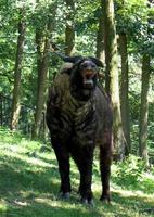 Budorcas taxicolor taxicolor - Mishmi Takin