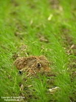 Lepus capensis - Cape Hare