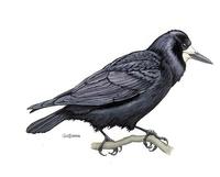 Image of: Corvus frugilegus (rook)