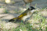 Image of: Pycnonotus sinensis (light-vented bulbul)