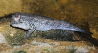 Periophthalmus barbarus - Atlantic Mudskipper