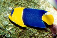 Centropyge bicolor - Bicolor Angelfish