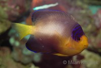 Centropyge multicolor - Multicolor Angelfish