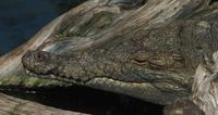 Image of: Crocodylus intermedius (Orinoco crocodile)