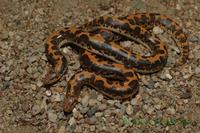 Gongylophis colubrinus loveridgei - Kenya Sand Boa