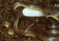 Zamenis longissimus - Aesculapean Snake