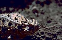 Phrynosoma cornutum - Texas Horned Lizard