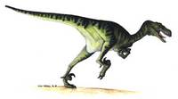 Dromaeosaurus