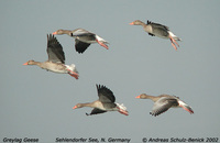 Greylag Goose - Anser anser