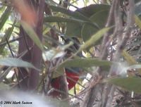 Whiskered Pitta - Pitta kochi