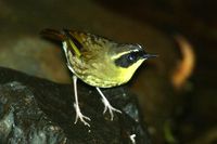 Yellow throated Scrubwren