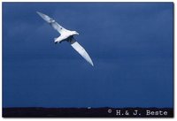 Antarctic Giant Petrel - Macronectes giganteus