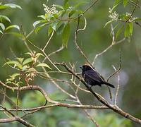 Tawny-crested Tanager (Tachyphonus delatrii) photo