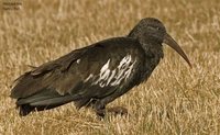 Wattled Ibis - Bostrychia carunculata