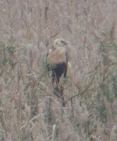 Eastern Marsh-Harrier - Circus spilonotus