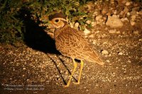 Three-banded Courser - Rhinoptilus cinctus