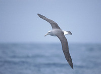 Salvin's Albatross (Thalassarche (cauta) salvini) photo