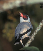 Masked Tityra (Tityra semifasciata) photo