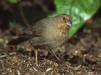 California Towhee (Pipilo crissalis) photo